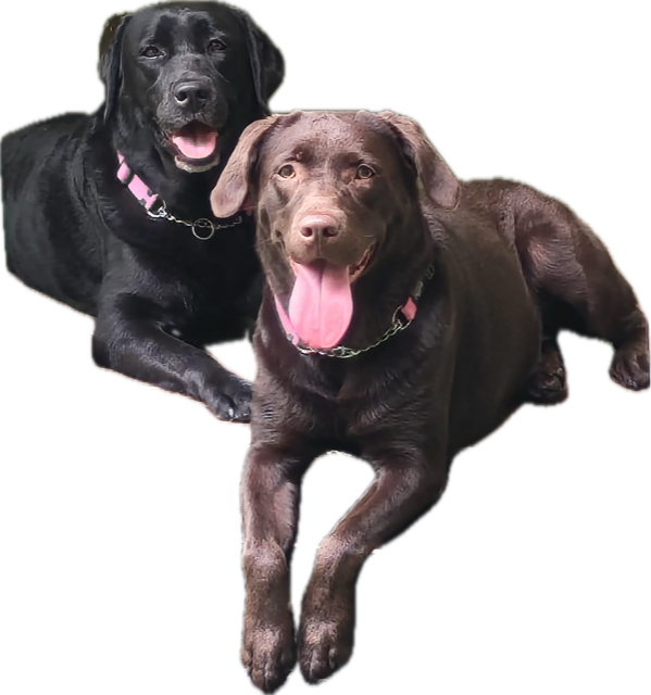 The DogoCam dogs